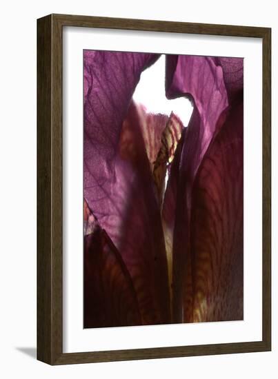 Iris Shrine Purple, 2011-Julia McLemore-Framed Photographic Print