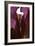 Iris Shrine Purple, 2011-Julia McLemore-Framed Photographic Print