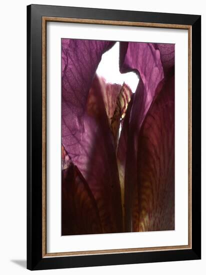 Iris Shrine Purple, 2011-Julia McLemore-Framed Photographic Print