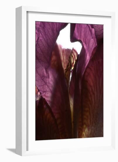 Iris Shrine Purple, 2011-Julia McLemore-Framed Photographic Print