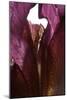 Iris Shrine Purple, 2011-Julia McLemore-Mounted Photographic Print