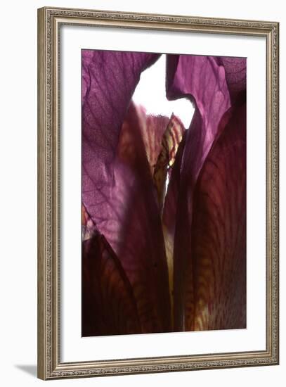 Iris Shrine Purple, 2011-Julia McLemore-Framed Photographic Print