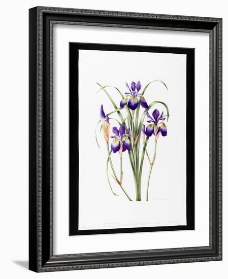 Iris Sibirica (W/C on Paper)-Sally Crosthwaite-Framed Giclee Print