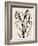 Iris Sketch IV-Grace Popp-Framed Art Print