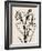 Iris Sketch IV-Grace Popp-Framed Art Print