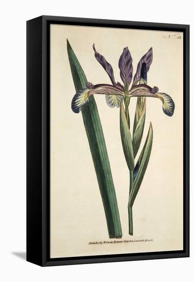 Iris Spuria (Spurios Iris), from the Botanical Magzaine or Flower Garden Displayed, Pub. 1790 (Hand-English School-Framed Premier Image Canvas