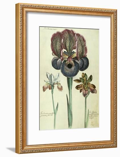 Iris Susiana Major and Iris Bisantina Angustifolia-Georg Dionysius Ehret-Framed Giclee Print