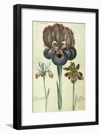 Iris Susiana Major and Iris Bisantina Angustifolia-Georg Dionysius Ehret-Framed Giclee Print