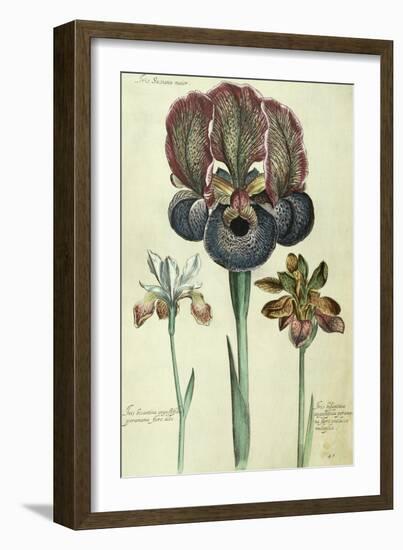 Iris Susiana Major and Iris Bisantina Angustifolia-Georg Dionysius Ehret-Framed Giclee Print