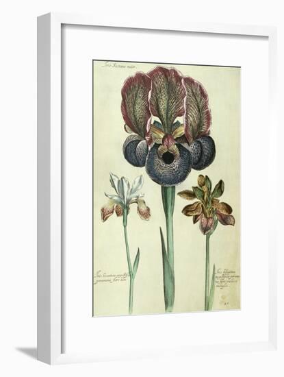 Iris Susiana Major and Iris Bisantina Angustifolia-Georg Dionysius Ehret-Framed Giclee Print