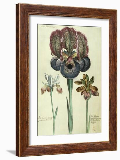 Iris Susiana Major and Iris Bisantina Angustifolia-Georg Dionysius Ehret-Framed Giclee Print