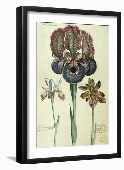 Iris Susiana Major and Iris Bisantina Angustifolia-Georg Dionysius Ehret-Framed Giclee Print