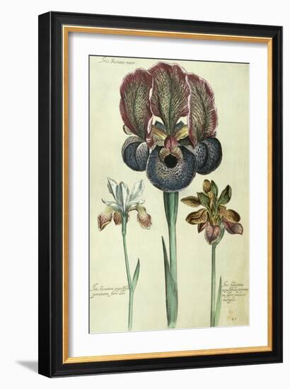 Iris Susiana Major and Iris Bisantina Angustifolia-Georg Dionysius Ehret-Framed Giclee Print