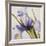 Iris Wind-Carolina Alotus-Framed Giclee Print