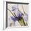 Iris Wind-Carolina Alotus-Framed Giclee Print