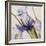 Iris Wind-Carolina Alotus-Framed Giclee Print