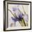 Iris Wind-Carolina Alotus-Framed Giclee Print