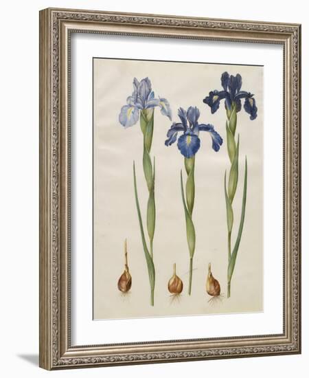 Iris xiphiodes From The Album Gottorfer Codex, c.1650-Hans Simon Holtzbecher-Framed Giclee Print