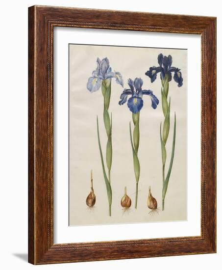 Iris xiphiodes From The Album Gottorfer Codex, c.1650-Hans Simon Holtzbecher-Framed Giclee Print