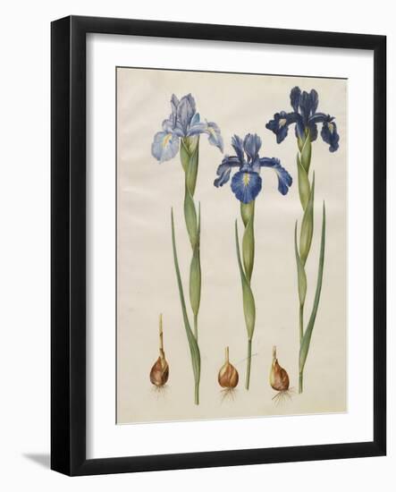 Iris xiphiodes From The Album Gottorfer Codex, c.1650-Hans Simon Holtzbecher-Framed Giclee Print