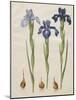 Iris xiphiodes From The Album Gottorfer Codex, c.1650-Hans Simon Holtzbecher-Mounted Giclee Print