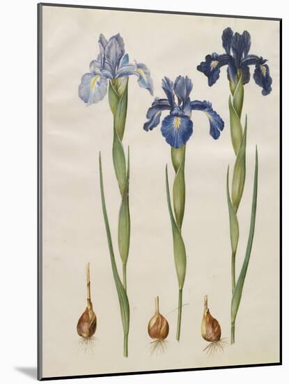 Iris xiphiodes From The Album Gottorfer Codex, c.1650-Hans Simon Holtzbecher-Mounted Giclee Print