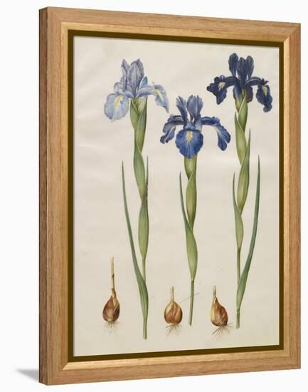 Iris xiphiodes From The Album Gottorfer Codex, c.1650-Hans Simon Holtzbecher-Framed Premier Image Canvas