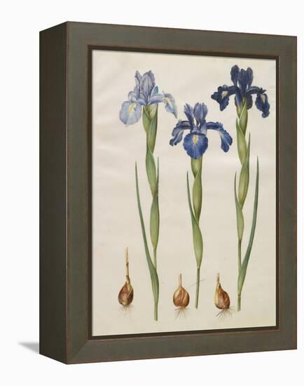 Iris xiphiodes From The Album Gottorfer Codex, c.1650-Hans Simon Holtzbecher-Framed Premier Image Canvas