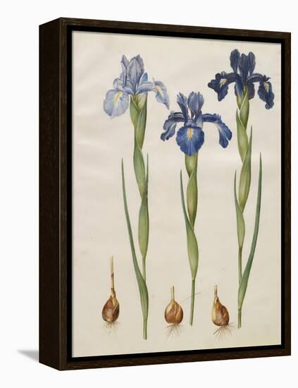 Iris xiphiodes From The Album Gottorfer Codex, c.1650-Hans Simon Holtzbecher-Framed Premier Image Canvas