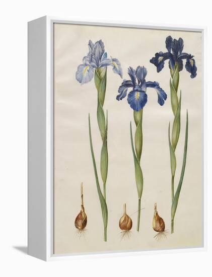 Iris xiphiodes From The Album Gottorfer Codex, c.1650-Hans Simon Holtzbecher-Framed Premier Image Canvas