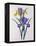 Iris Xiphium (Coloured Engraving)-Pierre-Joseph Redouté-Framed Premier Image Canvas