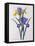 Iris Xiphium (Coloured Engraving)-Pierre-Joseph Redouté-Framed Premier Image Canvas