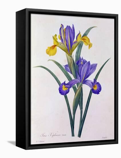 Iris Xiphium (Coloured Engraving)-Pierre-Joseph Redouté-Framed Premier Image Canvas