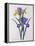 Iris Xiphium (Coloured Engraving)-Pierre-Joseph Redouté-Framed Premier Image Canvas