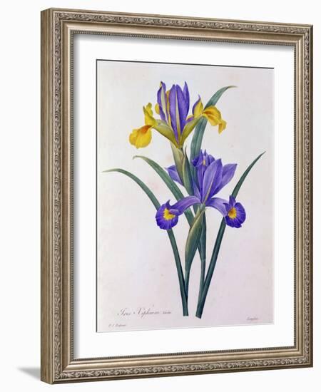 Iris Xiphium (Coloured Engraving)-Pierre-Joseph Redouté-Framed Giclee Print