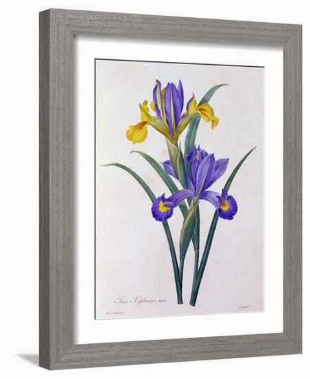 Iris Xiphium (Coloured Engraving)-Pierre-Joseph Redouté-Framed Giclee Print