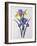 Iris Xiphium (Coloured Engraving)-Pierre-Joseph Redouté-Framed Giclee Print