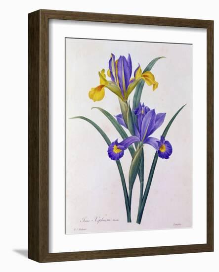 Iris Xiphium (Coloured Engraving)-Pierre-Joseph Redouté-Framed Giclee Print