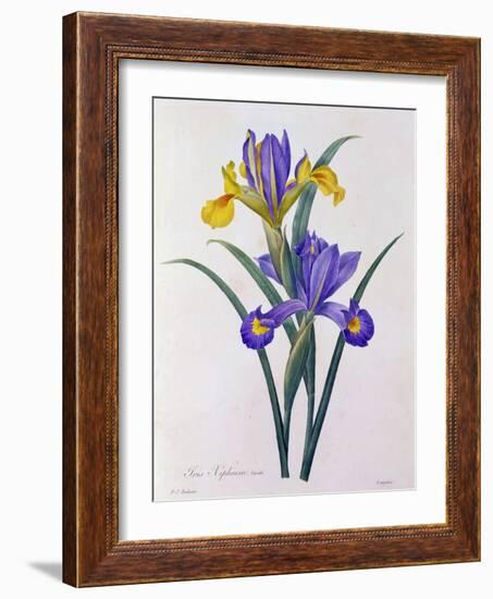 Iris Xiphium (Coloured Engraving)-Pierre-Joseph Redouté-Framed Giclee Print