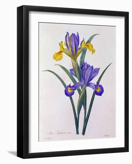 Iris Xiphium (Coloured Engraving)-Pierre-Joseph Redouté-Framed Giclee Print