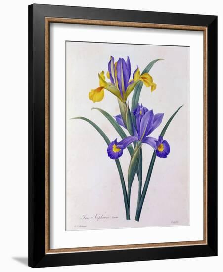 Iris Xiphium (Coloured Engraving)-Pierre-Joseph Redouté-Framed Giclee Print