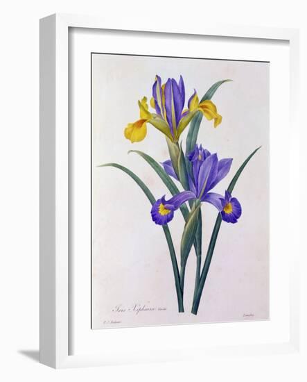 Iris Xiphium (Coloured Engraving)-Pierre-Joseph Redouté-Framed Giclee Print