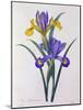 Iris Xiphium (Coloured Engraving)-Pierre-Joseph Redouté-Mounted Giclee Print