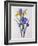 Iris Xiphium (Coloured Engraving)-Pierre-Joseph Redouté-Framed Giclee Print