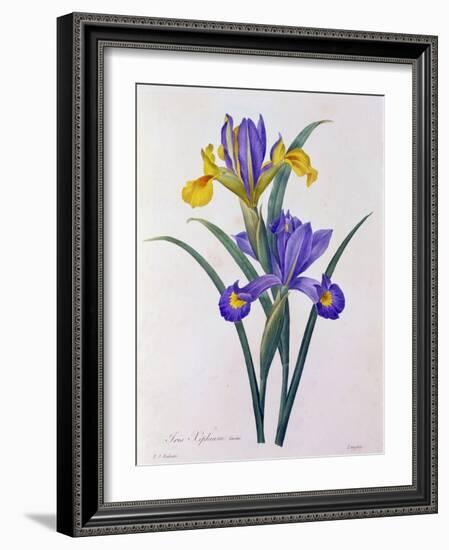 Iris Xiphium (Coloured Engraving)-Pierre-Joseph Redouté-Framed Giclee Print