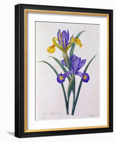 Iris Xiphium (Coloured Engraving)-Pierre-Joseph Redouté-Framed Giclee Print