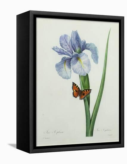 Iris Xiphium, Engraved by Langlois, from 'Choix Des Plus Belles Fleurs', 1827-Pierre-Joseph Redouté-Framed Premier Image Canvas