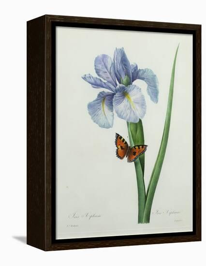 Iris Xiphium, Engraved by Langlois, from 'Choix Des Plus Belles Fleurs', 1827-Pierre-Joseph Redouté-Framed Premier Image Canvas