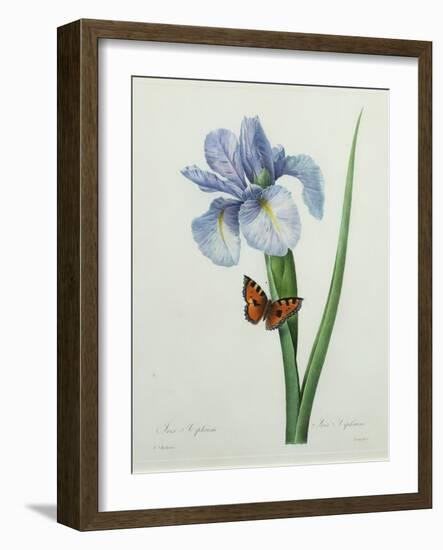 Iris Xiphium, Engraved by Langlois, from 'Choix Des Plus Belles Fleurs', 1827-Pierre-Joseph Redouté-Framed Giclee Print