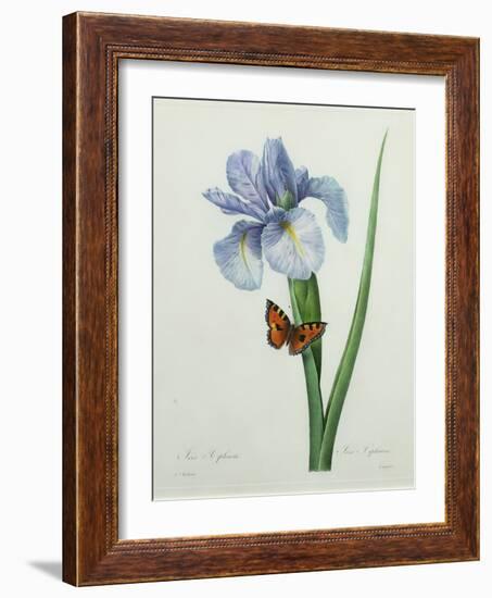 Iris Xiphium, Engraved by Langlois, from 'Choix Des Plus Belles Fleurs', 1827-Pierre-Joseph Redouté-Framed Giclee Print